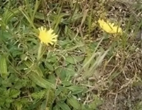 Pilosella
