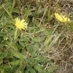 Pilosella