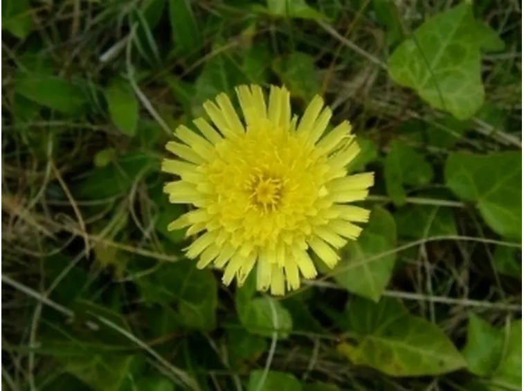Pilosella