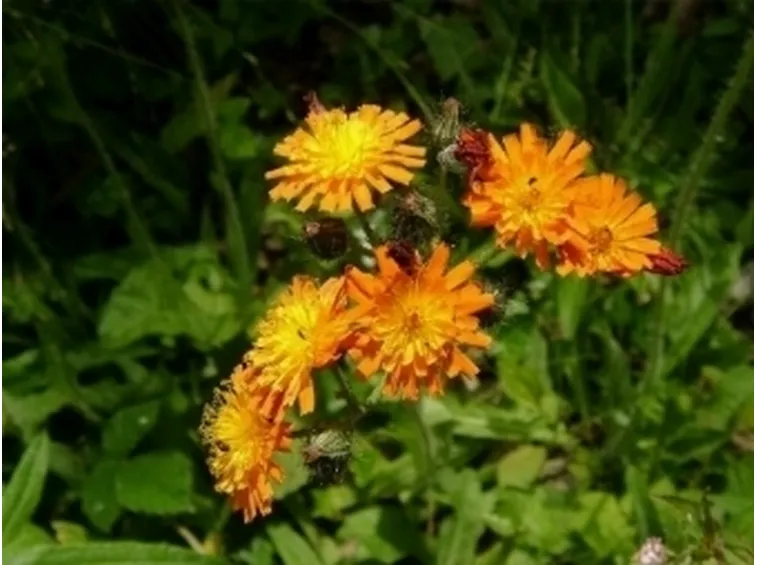 Pilosella