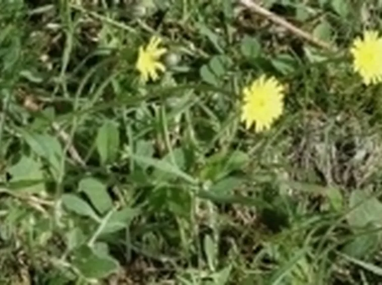 Pilosella