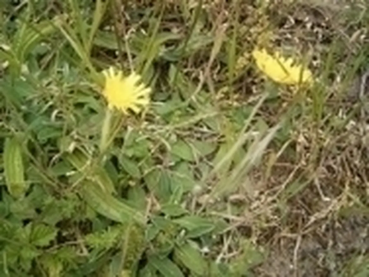 Pilosella