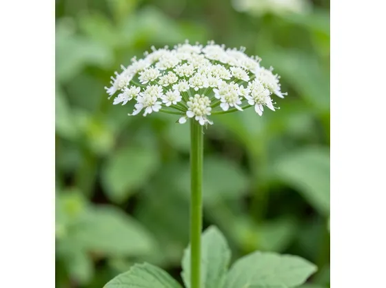 Pimpinella