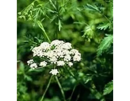 Pimpinella