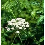 Pimpinella