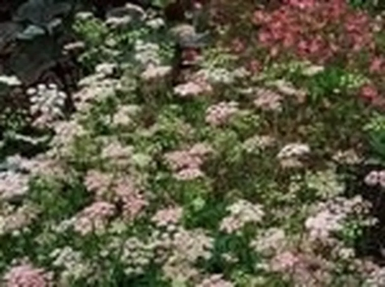 Pimpinella