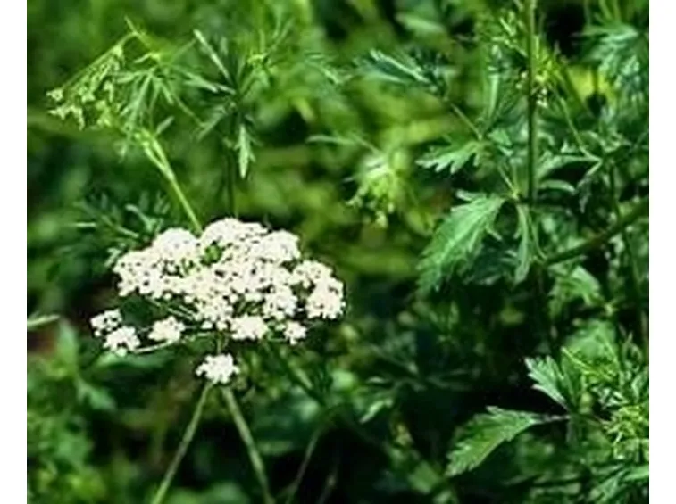 Pimpinella