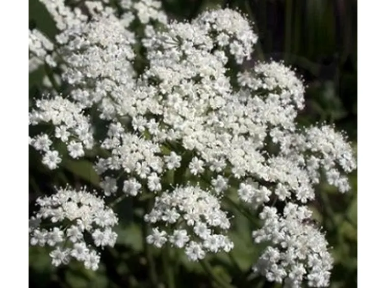 Pimpinella