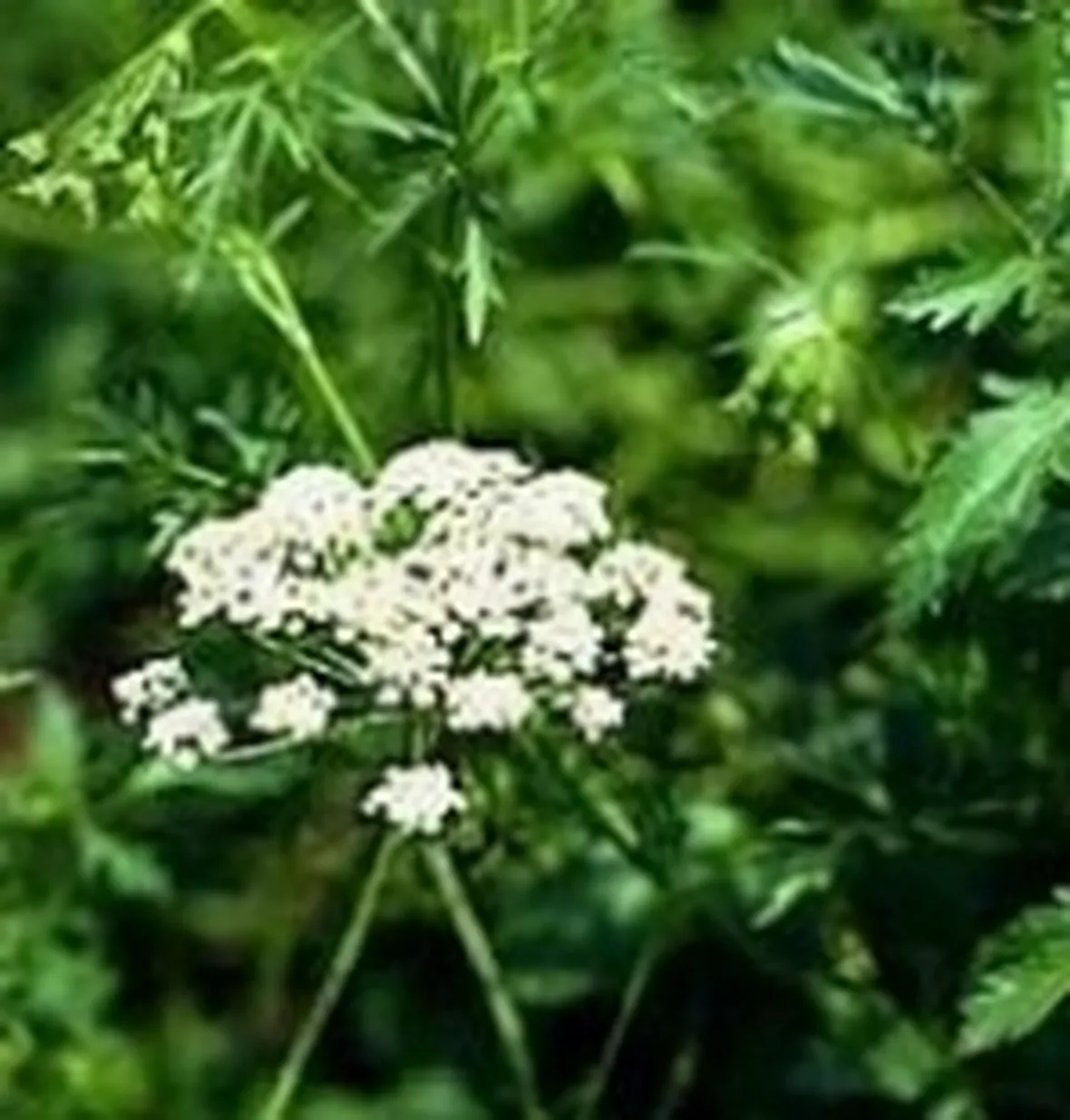 Pimpinella