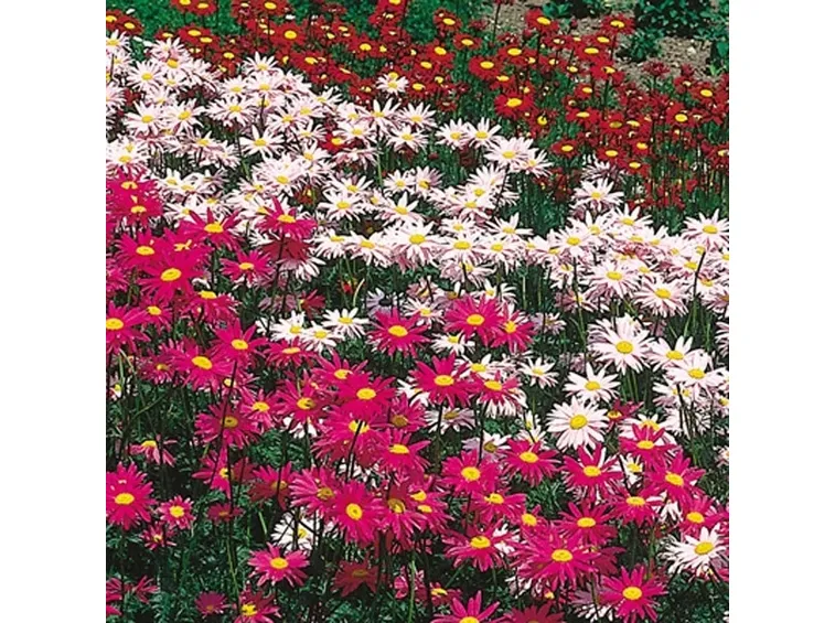 fiori di piretro colorati