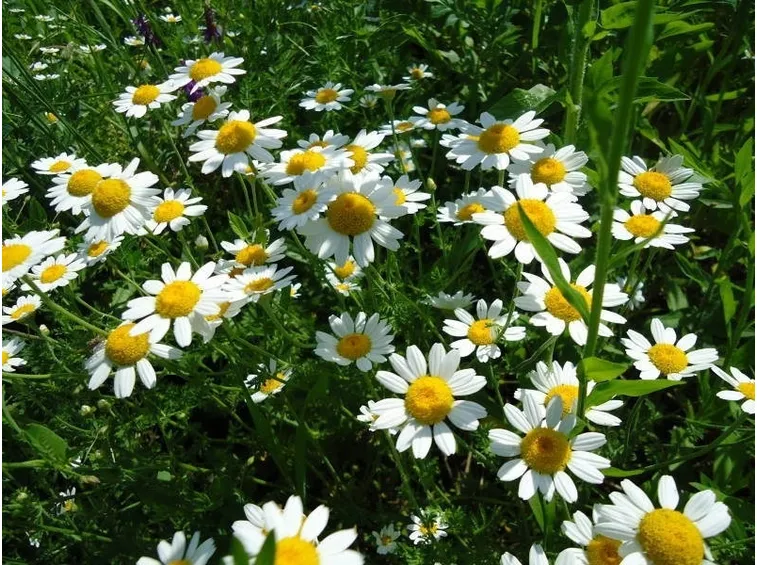 fiori bianchi e pianta di piretro