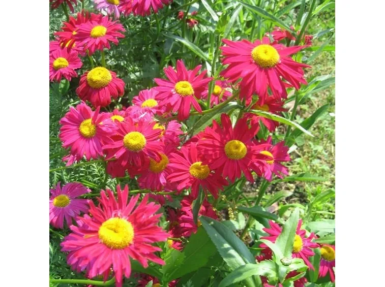 fiori rosa di piretro