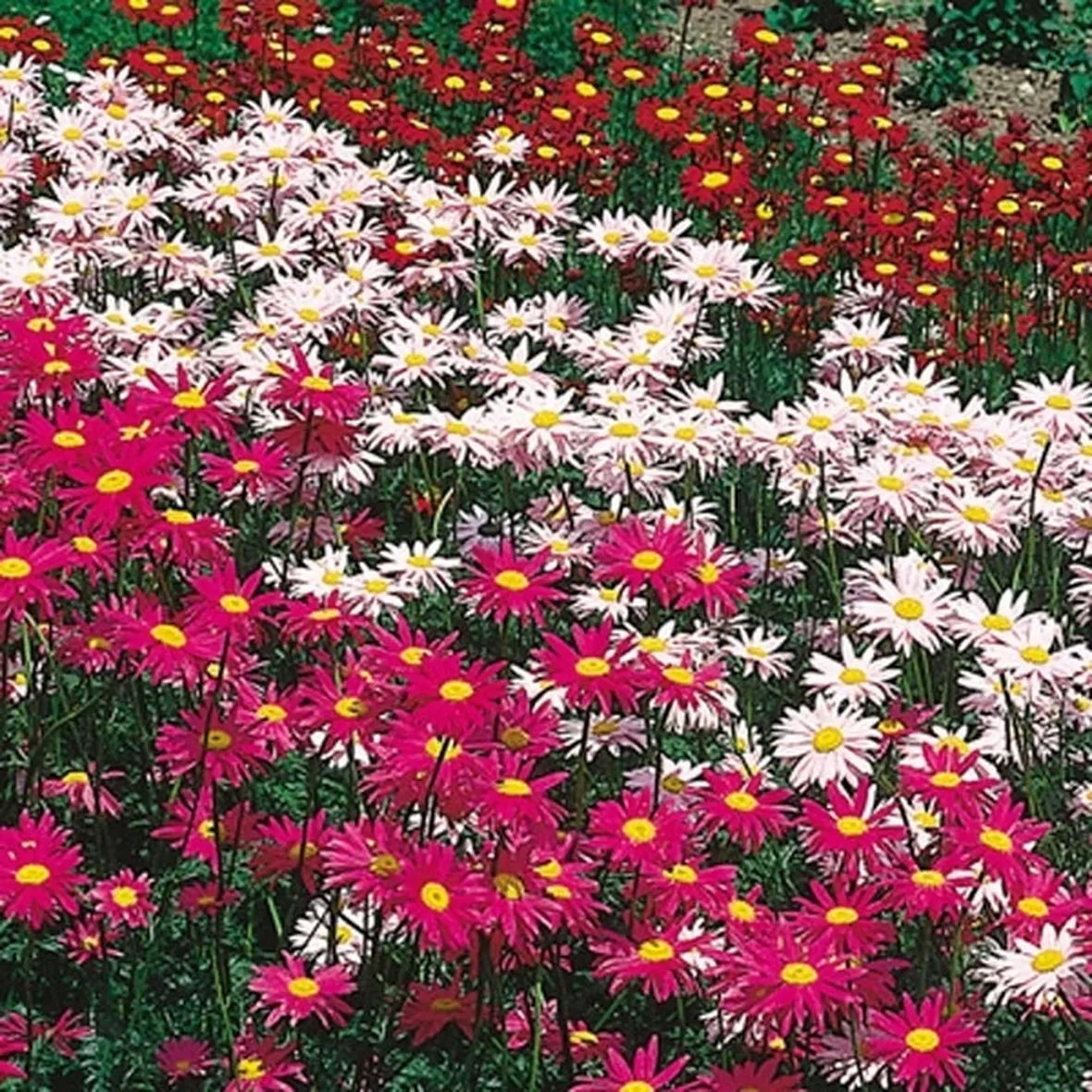 fiori di piretro colorati