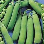 Piselli