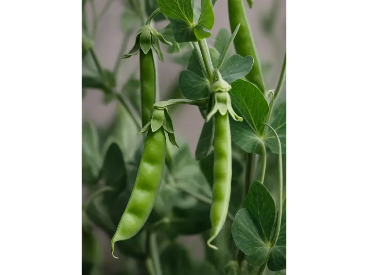 Pianta di piselli