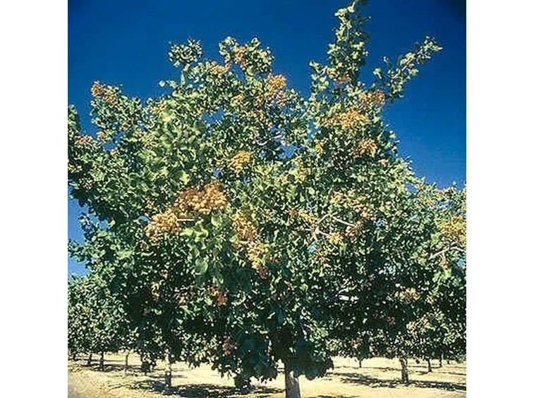 Pistacchi