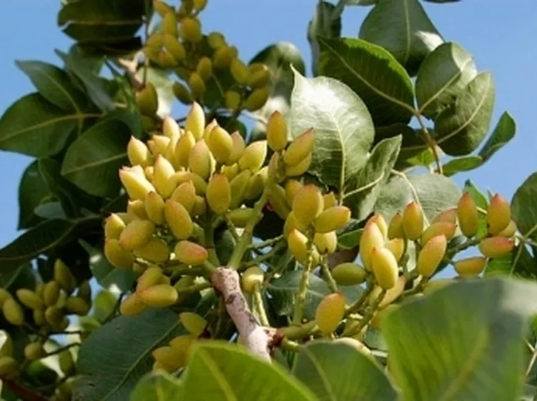 Pistacchi