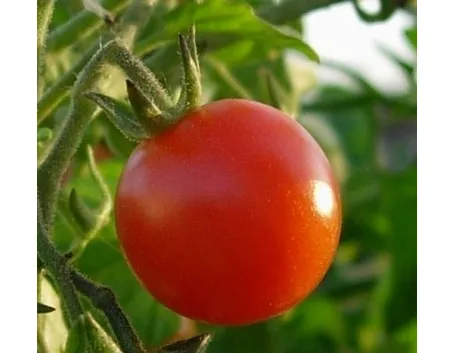 Pomodoro