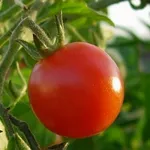 Pomodoro