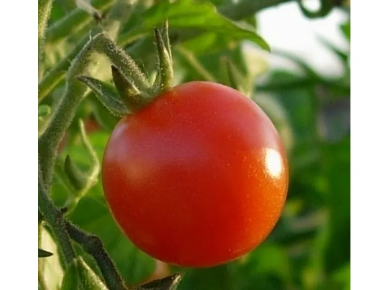 Pomodoro