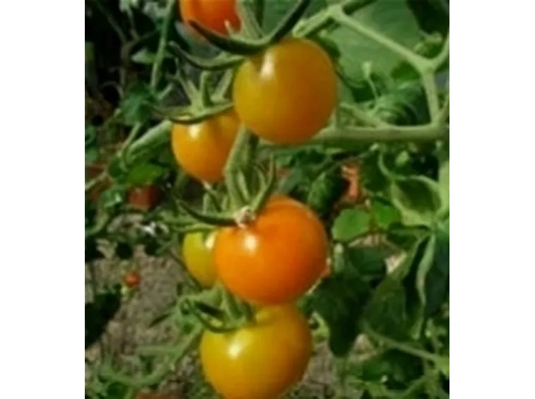Pianta di pomodori