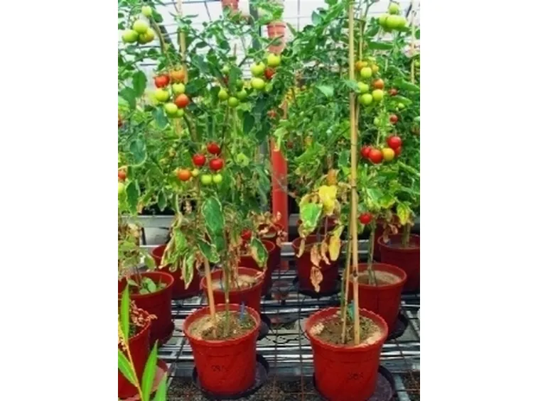 Pianta di pomodori