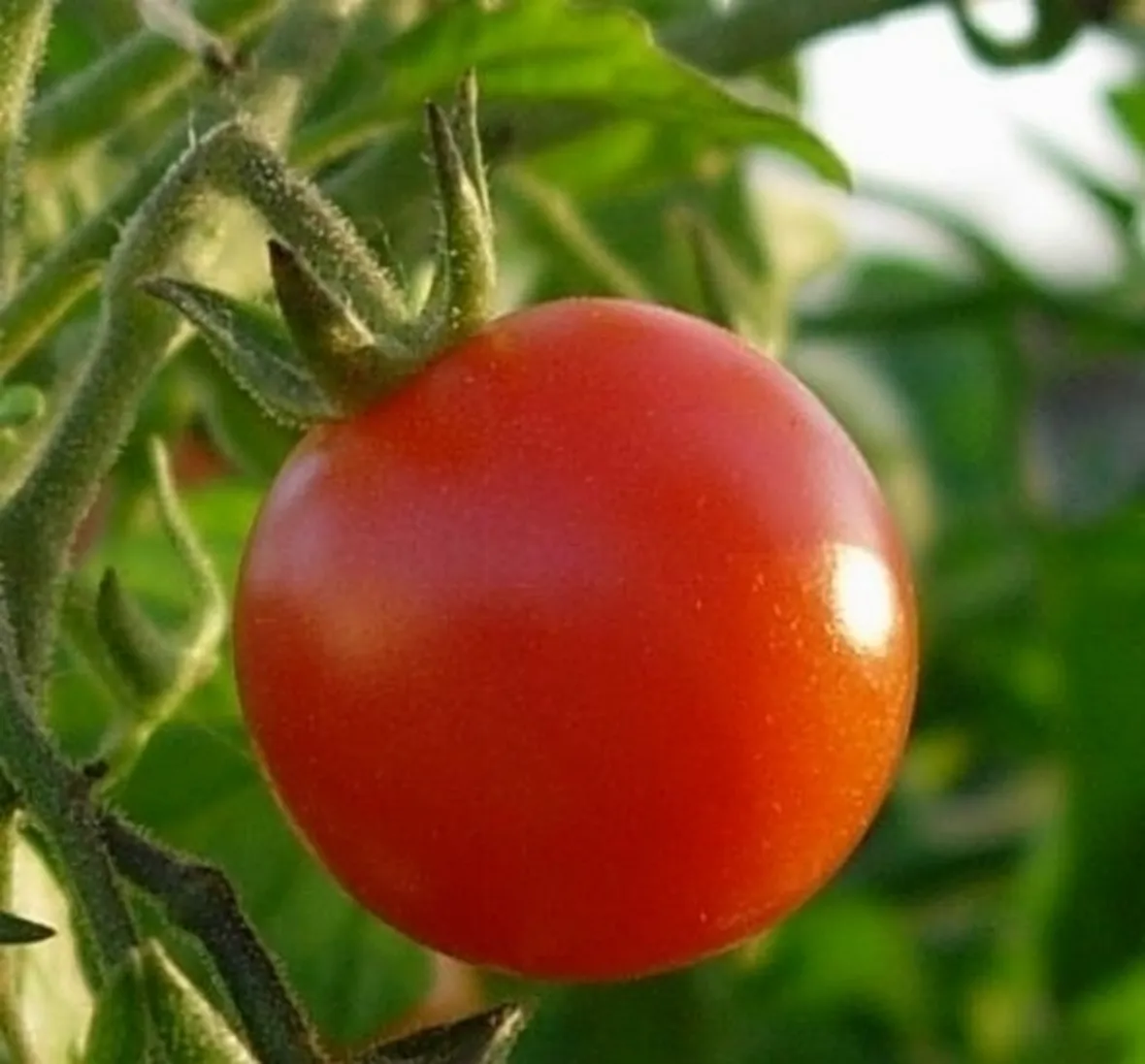 Pomodoro