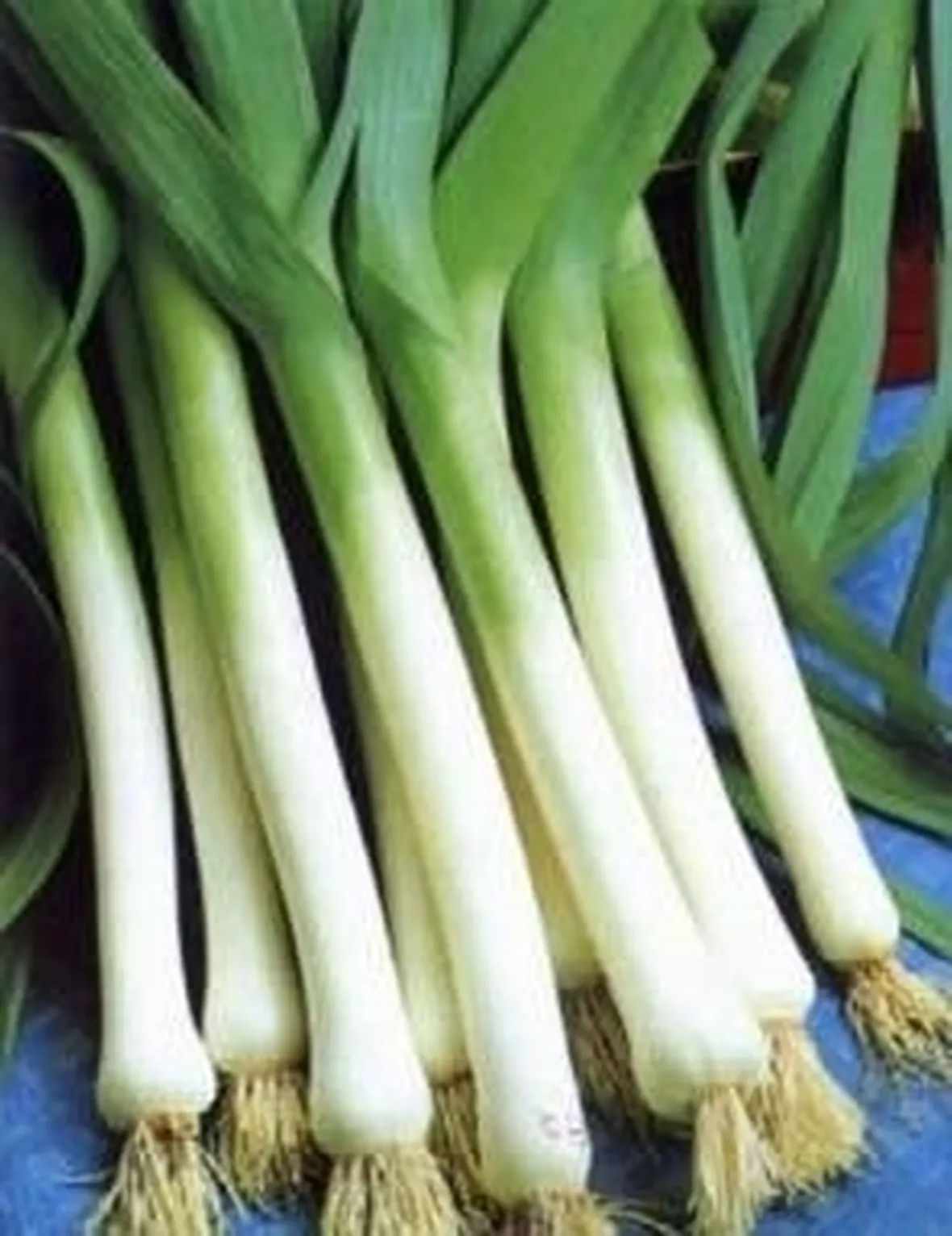Porri