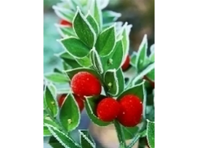 Pungitopo
