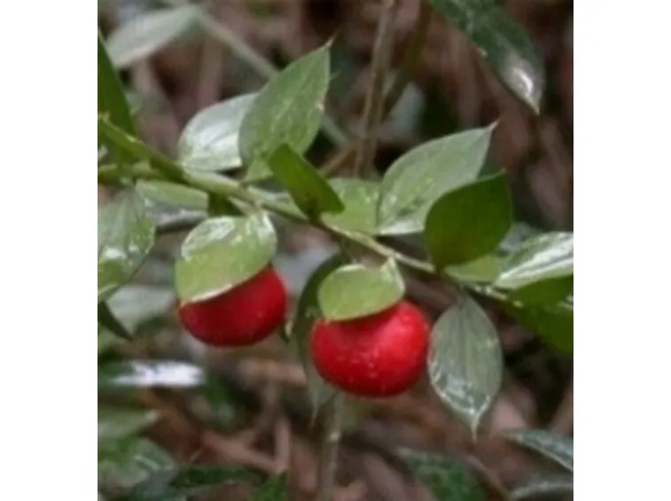 Pungitopo