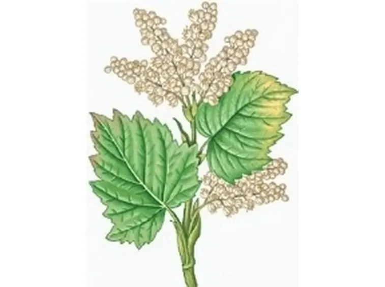 rabarbaro2