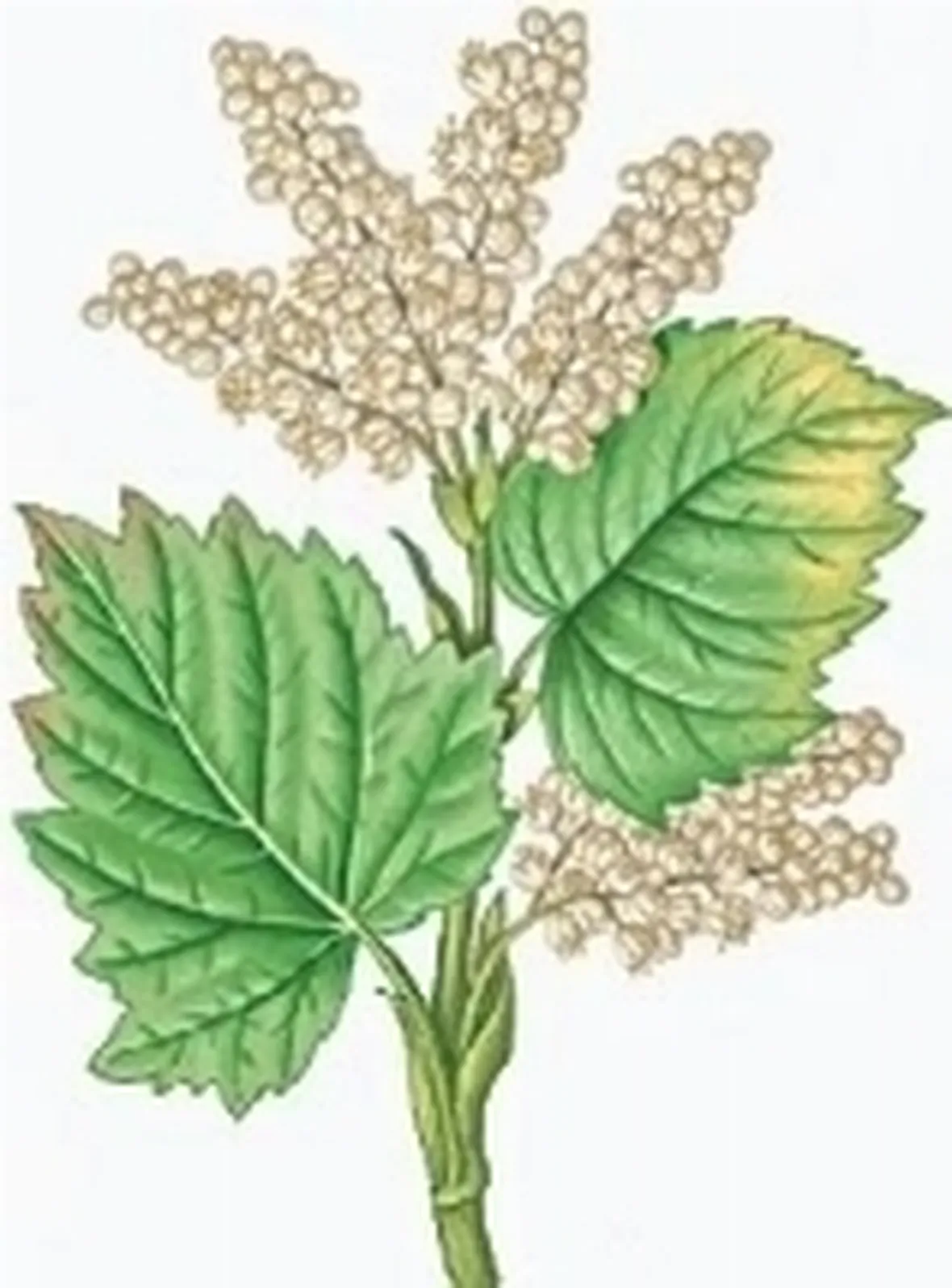 rabarbaro2
