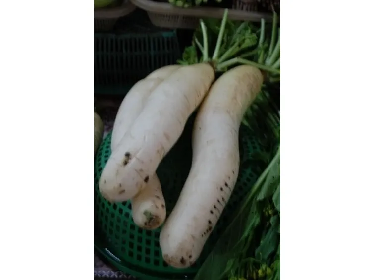Ramolaccio