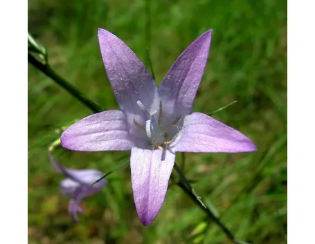 Raperonzolo