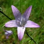 Raperonzolo