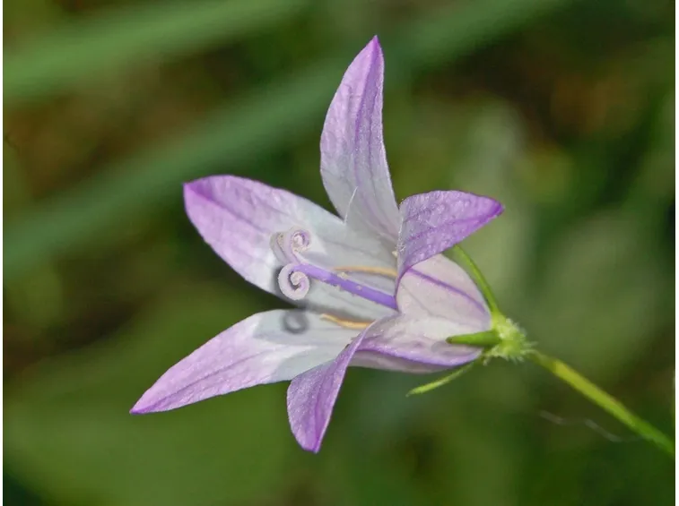 fiore di raperonzolo