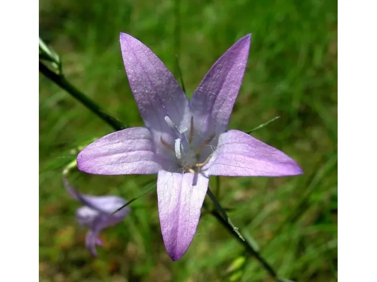 Raperonzolo