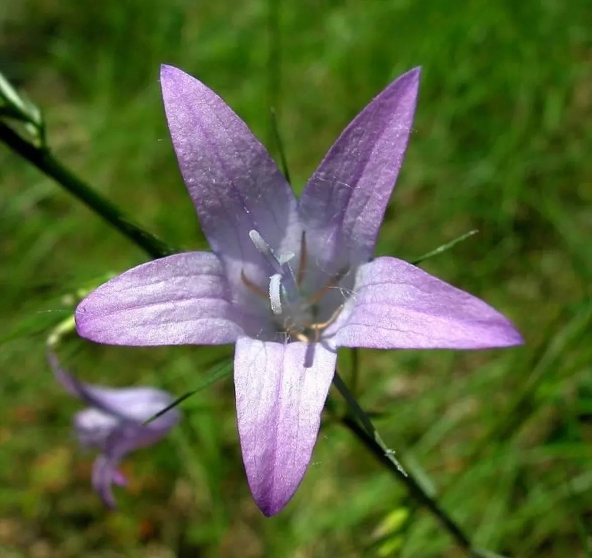 Raperonzolo