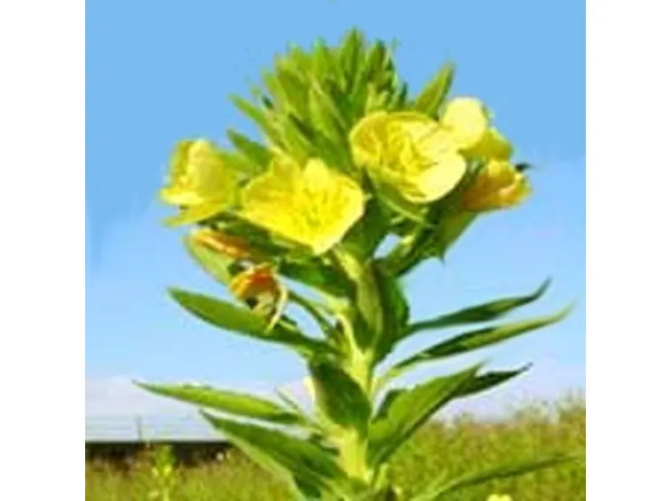 Rapunzia