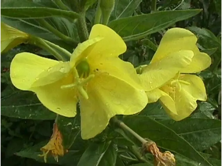 Rapunzia