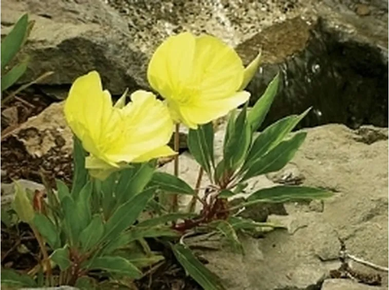 Rapunzia