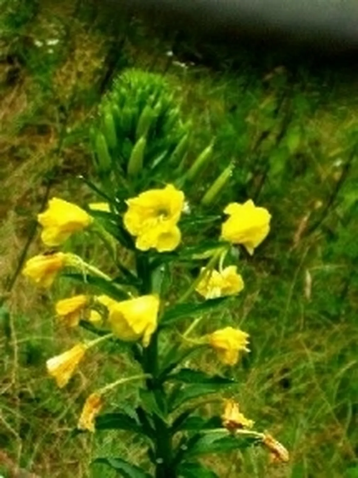 Rapunzia