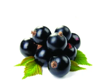 bacche ribes nero