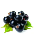 bacche ribes nero
