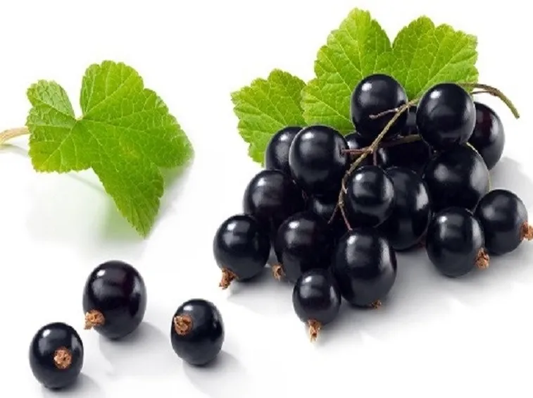 bacche ribes nero