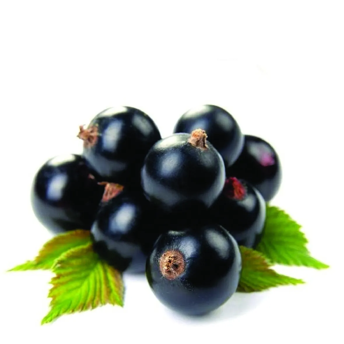 bacche ribes nero