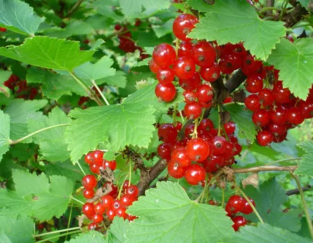 ribes rosso