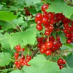 ribes rosso