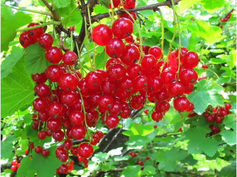 ribes rosso