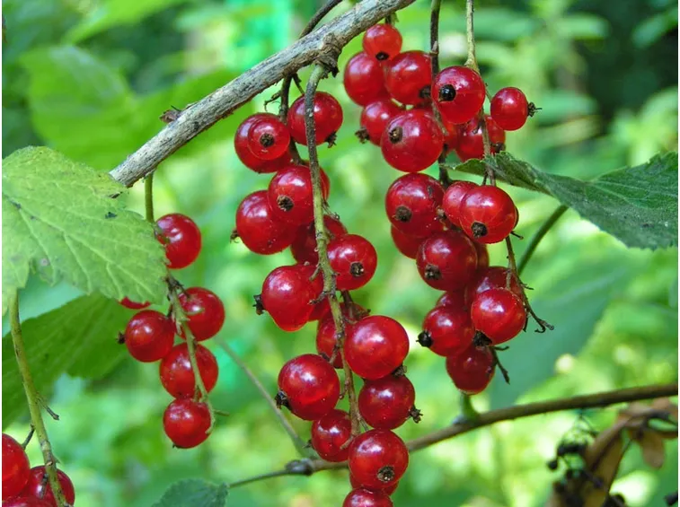 ribes rosso